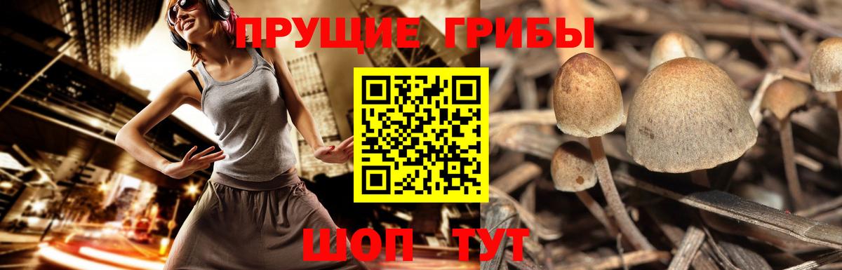 Элиста  Псилоцибиновые грибы MAGIC MUSHROOMS  Вход с VPN 